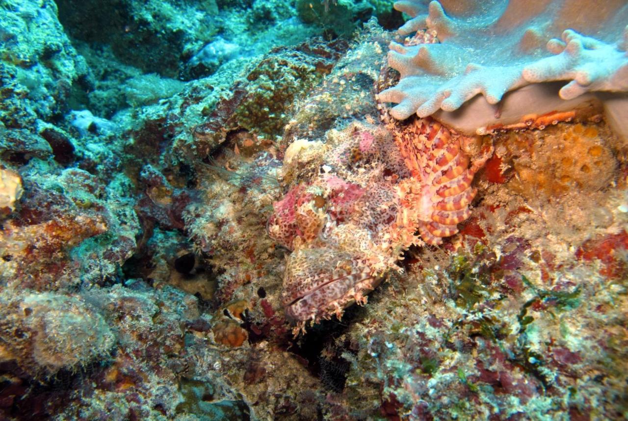 Dive Planet Mafia Island Utende Extérieur photo