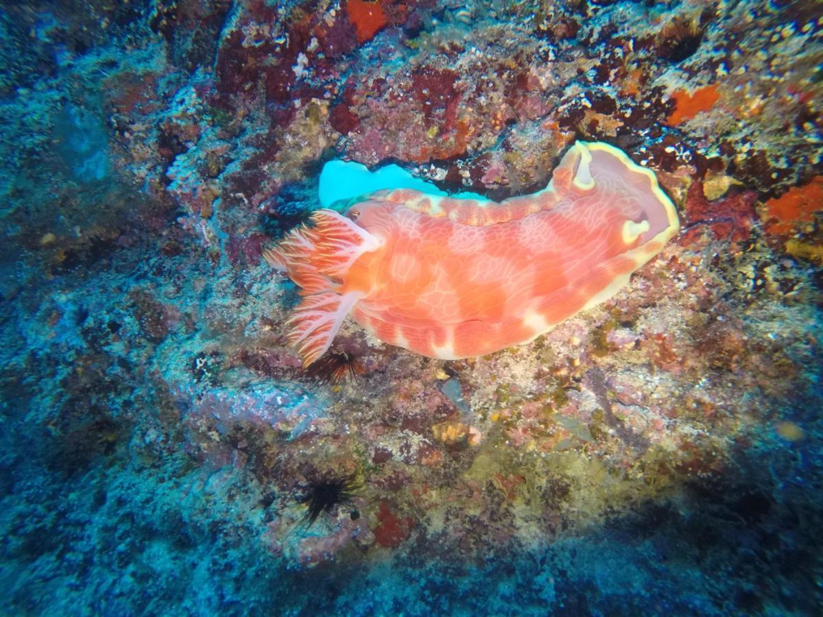 Dive Planet Mafia Island Utende Extérieur photo