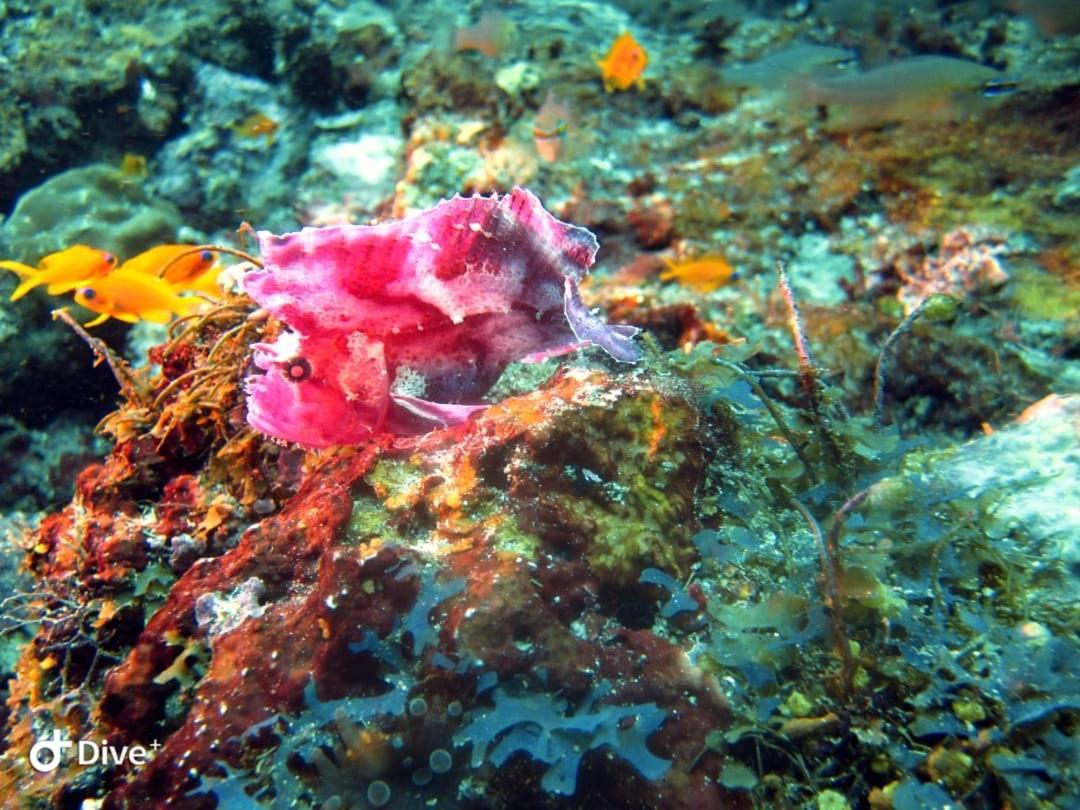 Dive Planet Mafia Island Utende Extérieur photo